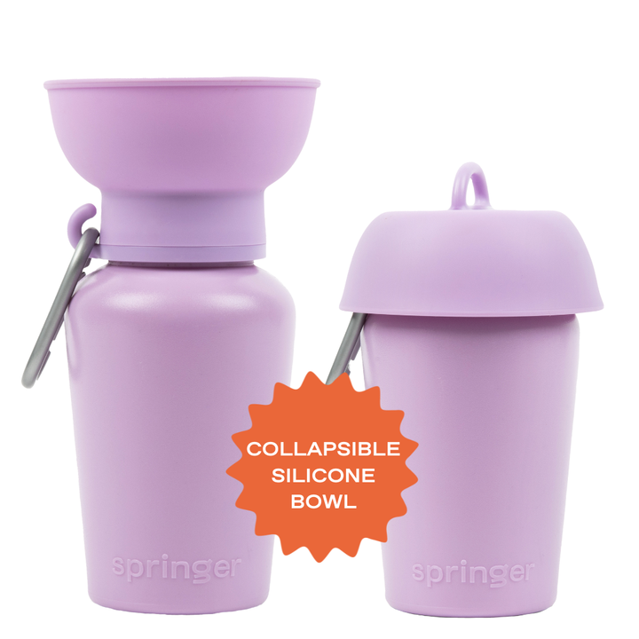 Springland Hundereise-Trinkflasche 591 ml (20 oz) mit Klappverschluss – 12er-Mix
