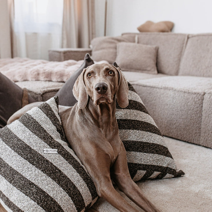 Stripe Affair – Original Lifestyle mit Hund quadratisch