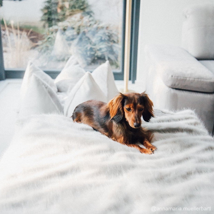 FLUM DOG BLANKETS