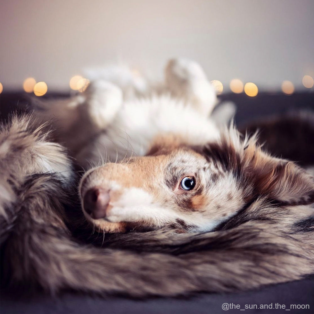 FLUM DOG BLANKETS