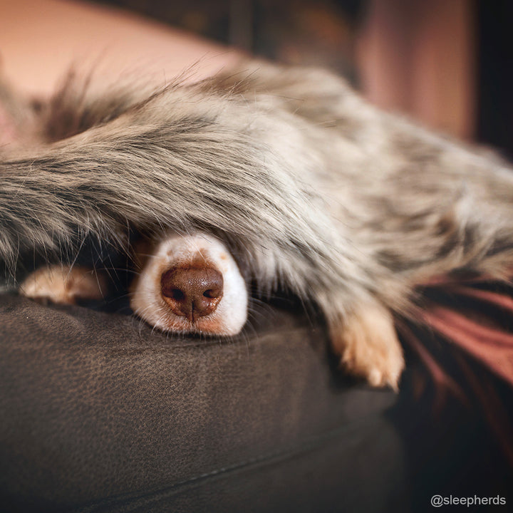 FLUM DOG BLANKETS